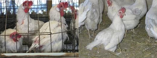 El bienestar animal en gallinas ponedoras - Image 1