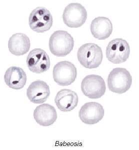 Babesiosis y Anaplasmosis: La Tristeza Bovina - Image 2