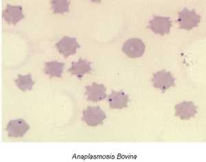 Babesiosis y Anaplasmosis: La Tristeza Bovina - Image 3