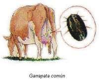 Babesiosis y Anaplasmosis: La Tristeza Bovina - Image 4