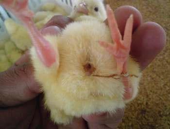 Calidad de Pollito bb afectado desde la incubadora, Caso - Image 8