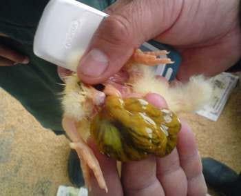 Calidad de Pollito bb afectado desde la incubadora, Caso - Image 10