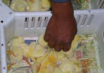 Calidad de Pollito bb afectado desde la incubadora, Caso - Image 11