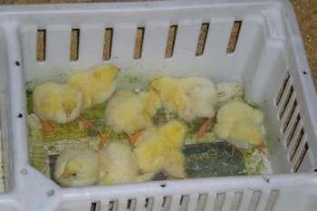 Calidad de Pollito bb afectado desde la incubadora, Caso - Image 12