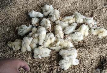 Calidad de Pollito bb afectado desde la incubadora, Caso - Image 13
