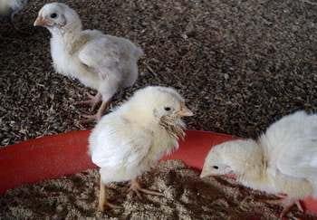 Calidad de Pollito bb afectado desde la incubadora, Caso - Image 14