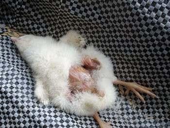 Calidad de Pollito bb afectado desde la incubadora, Caso - Image 15