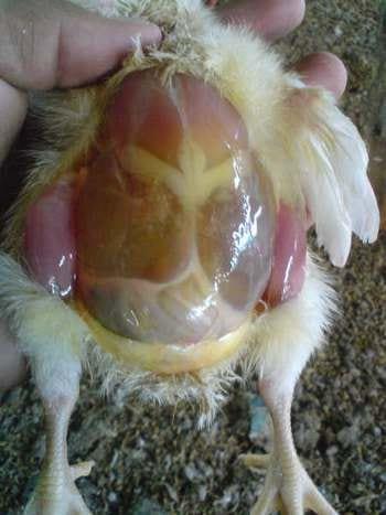Calidad de Pollito bb afectado desde la incubadora, Caso - Image 18