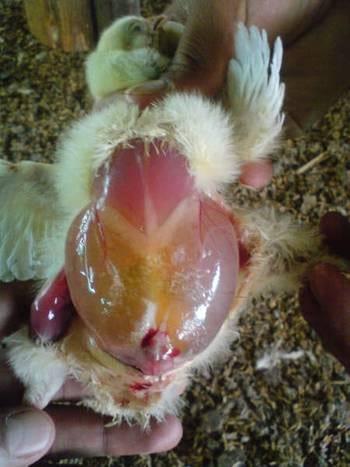 Calidad de Pollito bb afectado desde la incubadora, Caso - Image 19