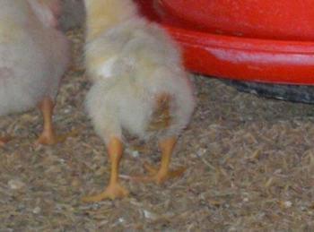 Calidad de Pollito bb afectado desde la incubadora, Caso - Image 22