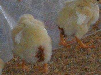 Calidad de Pollito bb afectado desde la incubadora, Caso - Image 23
