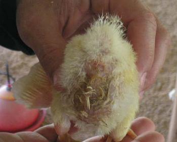 Calidad de Pollito bb afectado desde la incubadora, Caso - Image 24