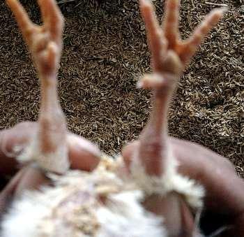 Calidad de Pollito bb afectado desde la incubadora, Caso - Image 25