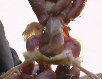 Calidad de Pollito bb afectado desde la incubadora, Caso - Image 21