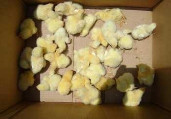 Calidad de Pollito bb afectado desde la incubadora, Caso - Image 17