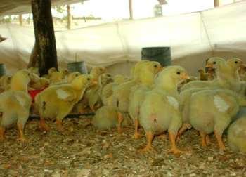 Calidad de Pollito bb afectado desde la incubadora, Caso - Image 29