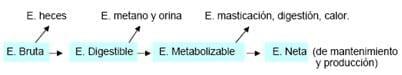 La caña de azúcar (saccharum officinarum): una alternativa para la sustitución de maíz (zea mays) en la alimentación de bovinos de engorda - Image 1