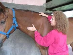 Caballos Homeopatizados - Image 1