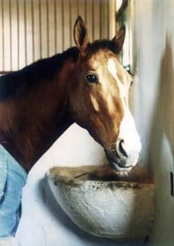 Caballos Homeopatizados - Image 2