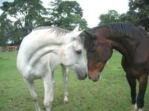 Caballos Homeopatizados - Image 4