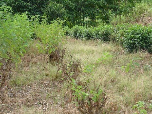 Tolerancia a plagas de las arbustivas forrajeras Morus alba e Hibiscus rosa – sinensis en la Región Húmeda Central de Puerto Rico - Image 6