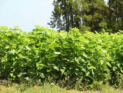 Tolerancia a plagas de las arbustivas forrajeras Morus alba e Hibiscus rosa – sinensis en la Región Húmeda Central de Puerto Rico - Image 4