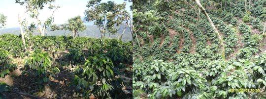 Influencia y efectos agro-climáticos en la calidad del café - Image 1