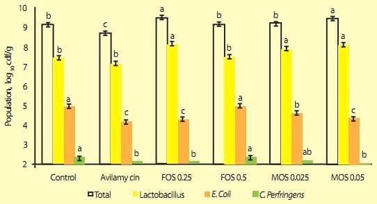 Suplementación de prebióticos en la dieta, productividad, microbismo intestinal y respuesta inmunitaria en pollos - Image 1