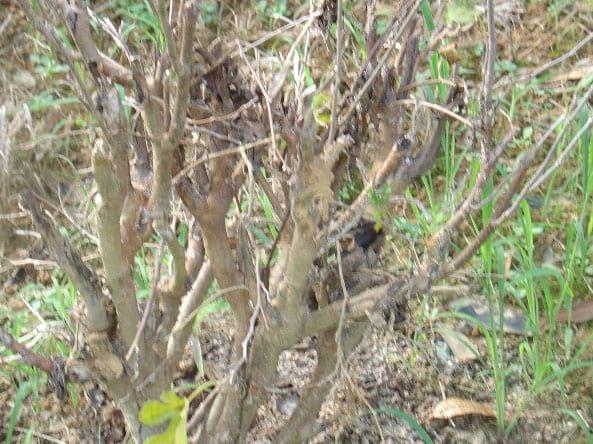 Tolerancia a plagas de las arbustivas forrajeras Morus alba e Hibiscus rosa – sinensis en la Región Húmeda Central de Puerto Rico - Image 7