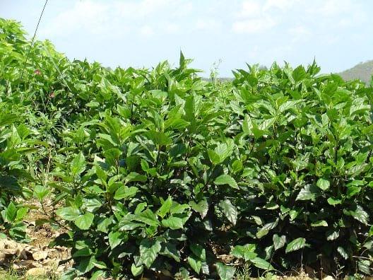 Tolerancia a plagas de las arbustivas forrajeras Morus alba e Hibiscus rosa – sinensis en la Región Húmeda Central de Puerto Rico - Image 2