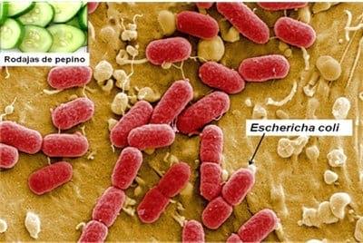 Un dilema, Escherichia Coli Enterohemorrágica: ¿Es segura la alimentación ciento por ciento de procedencia organica? - Image 1