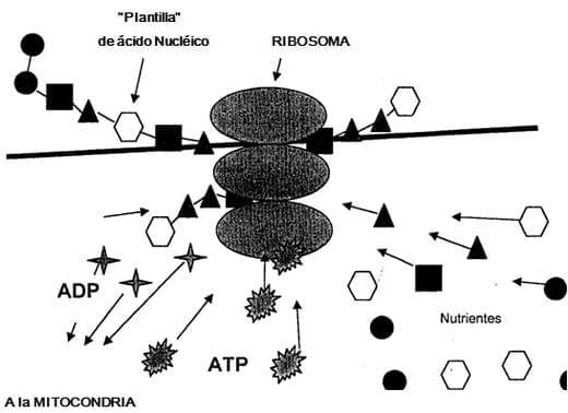 Bioquimica Enzimatica Fundamental - Image 2