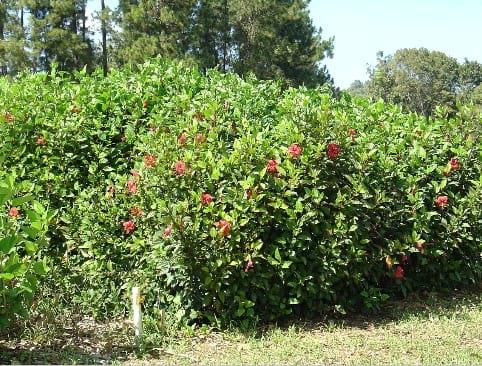 Tolerancia a plagas de las arbustivas forrajeras Morus alba e Hibiscus rosa – sinensis en la Región Húmeda Central de Puerto Rico - Image 1