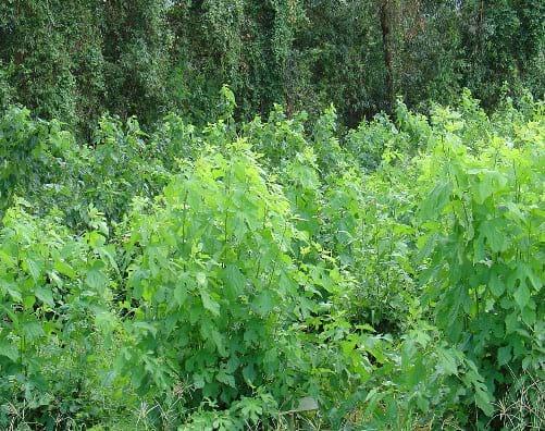 Tolerancia a plagas de las arbustivas forrajeras Morus alba e Hibiscus rosa – sinensis en la Región Húmeda Central de Puerto Rico - Image 3