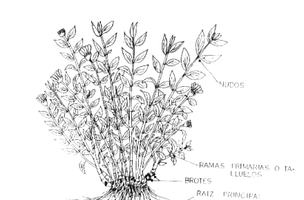 Asteraceas y Amaranthaceas Forrajeras de Ayacucho - Image 1