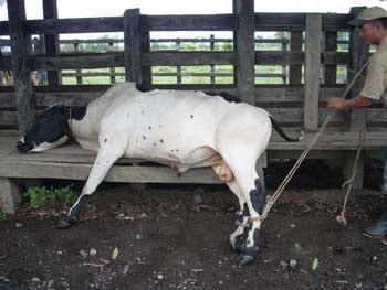 Desviacion lateral subcutanea del pene para toros calentadores - Image 3