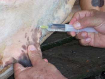 Desviacion lateral subcutanea del pene para toros calentadores - Image 10