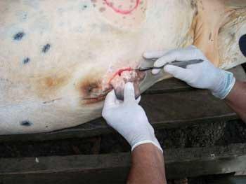 Desviacion lateral subcutanea del pene para toros calentadores - Image 11