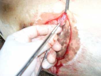 Desviacion lateral subcutanea del pene para toros calentadores - Image 12