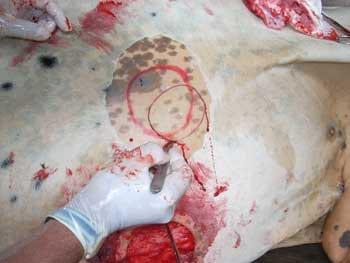 Desviacion lateral subcutanea del pene para toros calentadores - Image 17