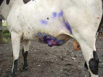Desviacion lateral subcutanea del pene para toros calentadores - Image 26