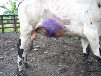 Desviacion lateral subcutanea del pene para toros calentadores - Image 27