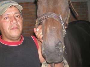 El clembuterol en el caballo atleta - Image 3