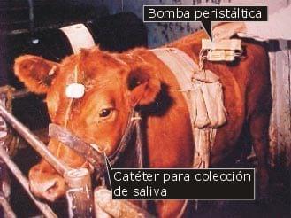 Costo energético de la actividad de vacunos en pastoreo y su efecto en la producción - Image 3