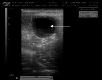 Primera Transferencia Embrionaria doble en una yegua de raza Peruana de Paso laureada - Image 1