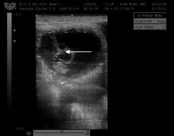 Primera Transferencia Embrionaria doble en una yegua de raza Peruana de Paso laureada - Image 3