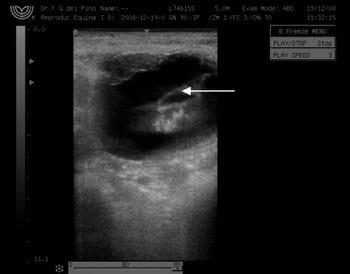Primera Transferencia Embrionaria doble en una yegua de raza Peruana de Paso laureada - Image 4