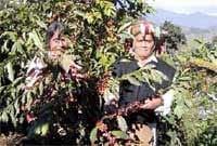 México. El proceso hacia la agroecología de las organizaciones sociales en Chiapas - Image 3