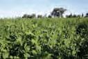 Mezclas Forrajeras Perennes templadas. Producción, Calidad y Manejo - Image 1