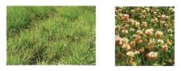 Mezclas Forrajeras Perennes templadas. Producción, Calidad y Manejo - Image 2